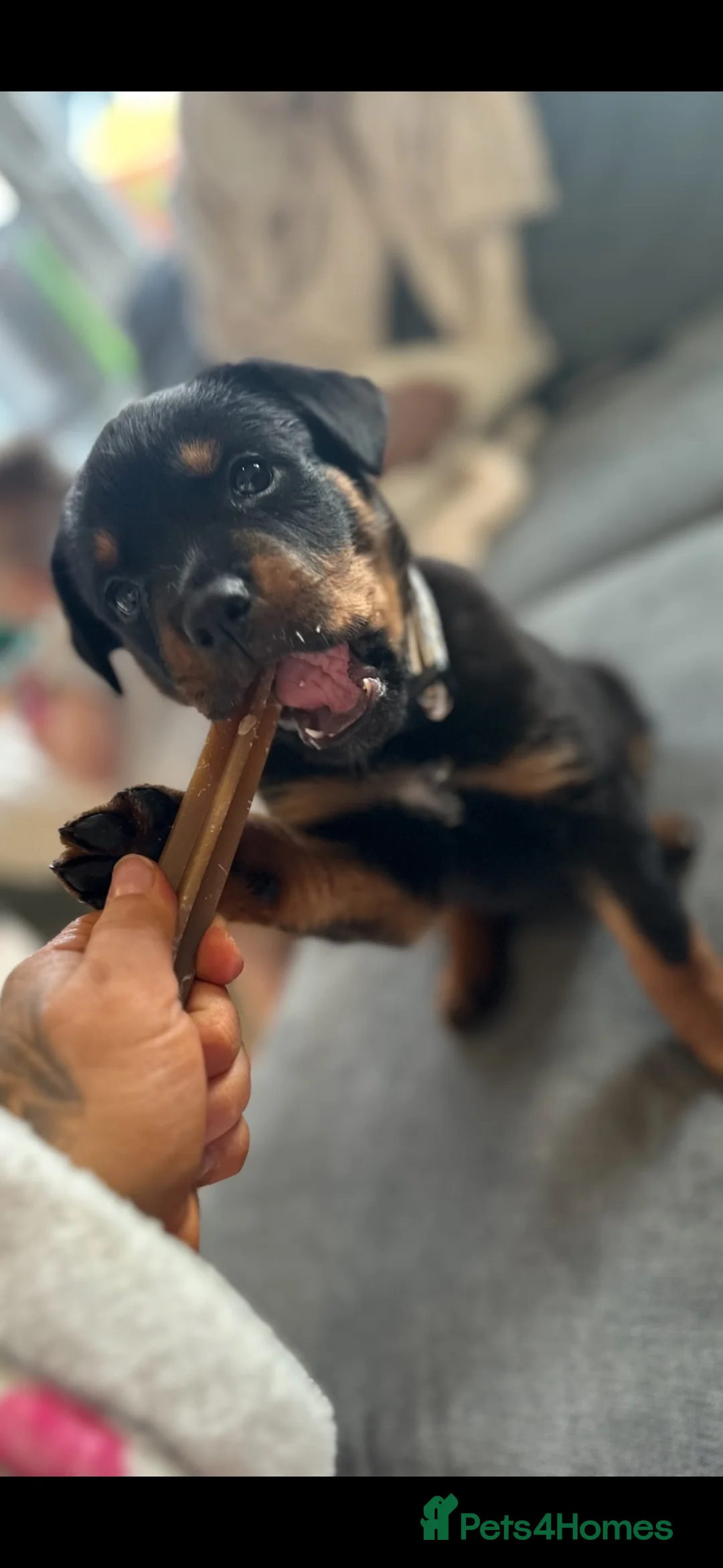 Rottweiler dogs for sale: Rehoming Rottweiler  - Advert 8
