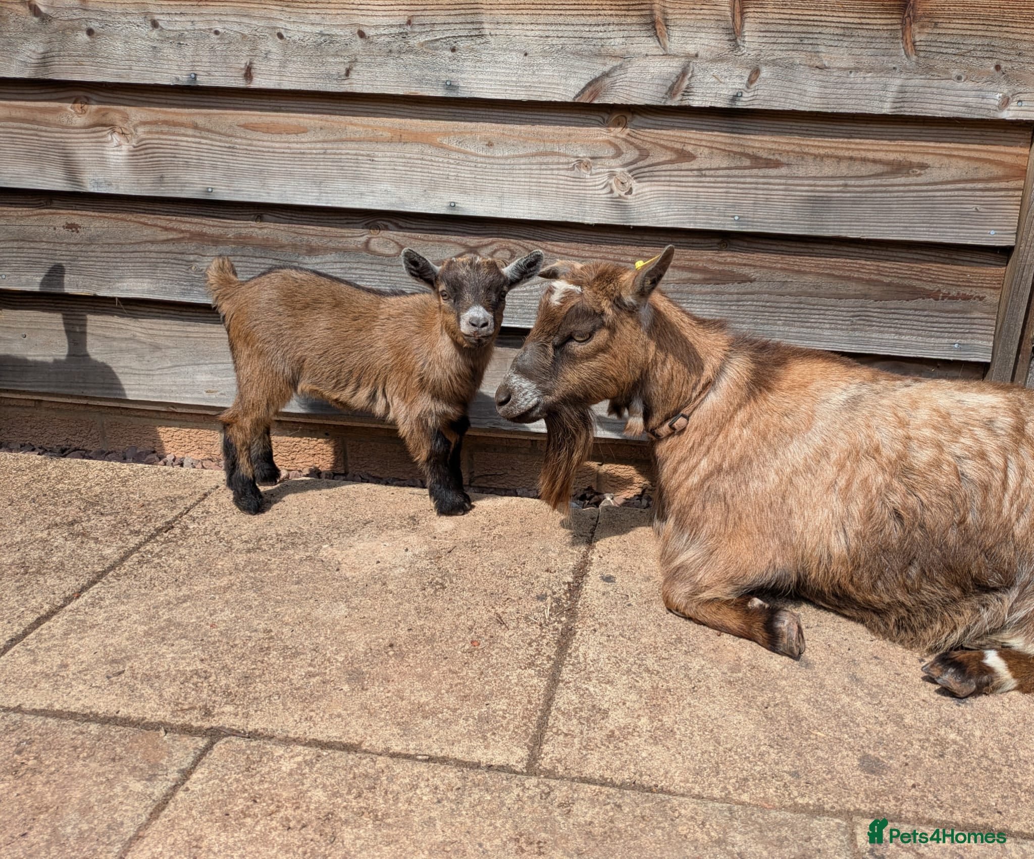 Goats livestock Pygmy goats  - Advert 1