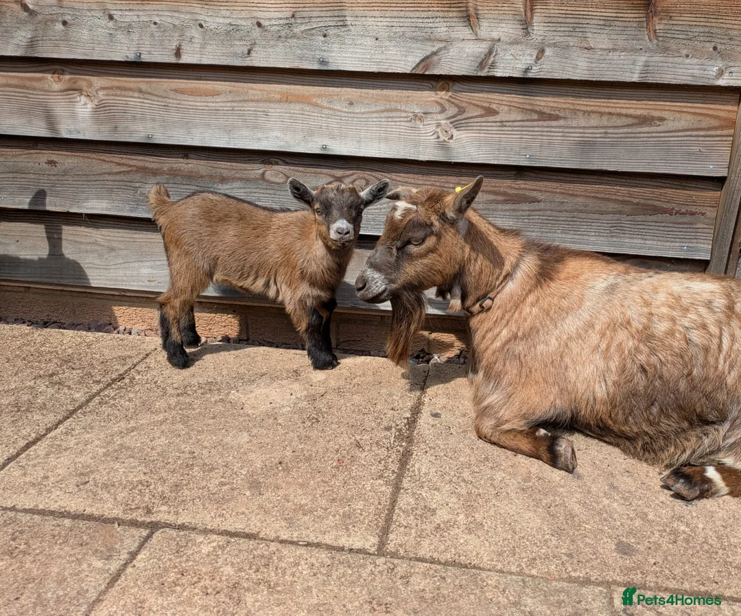 Goats livestock for sale: Pygmy goats  - Advert 1