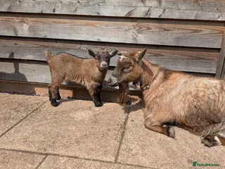 Goats livestock for sale: Pygmy goats - Advert 2