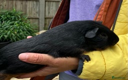 Guinea Pig rodents for sale: Baby purebred Black Tan guinea pig -Boars only - Image 3