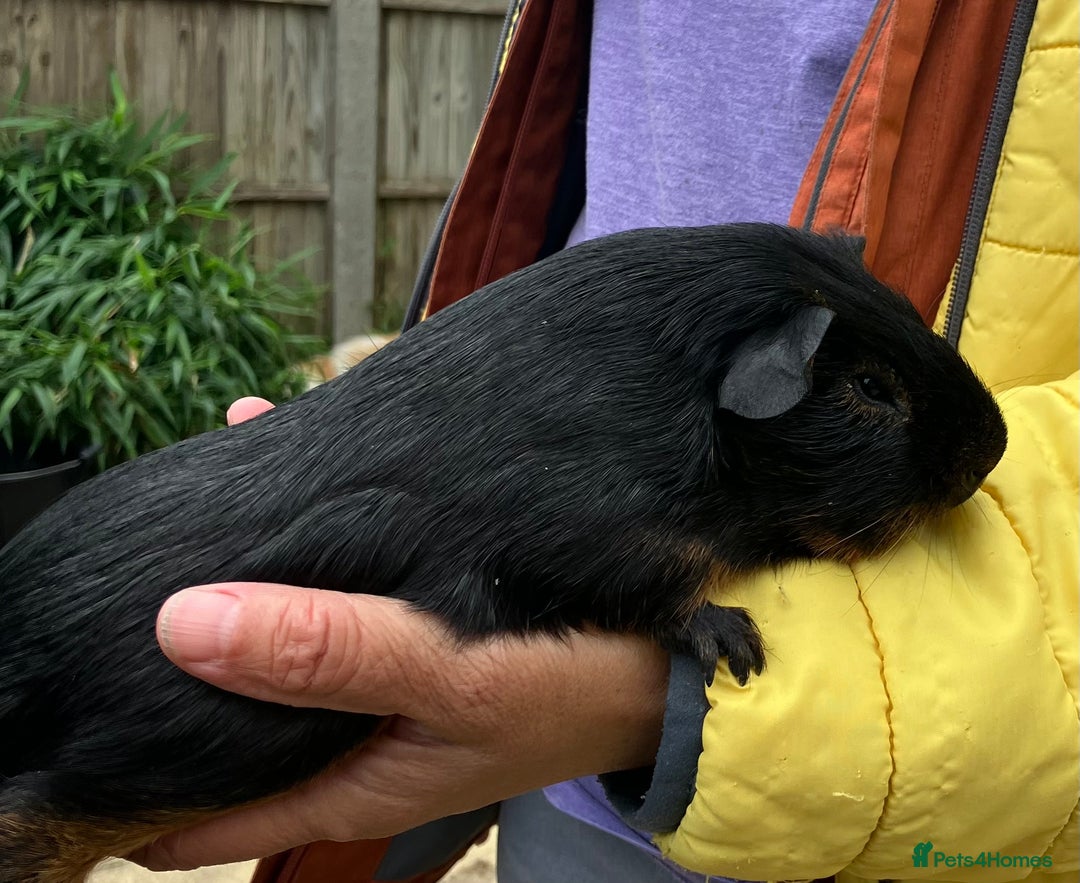 Guinea Pig rodents for sale: Baby purebred Black Tan guinea pig -Boars only - Image 3