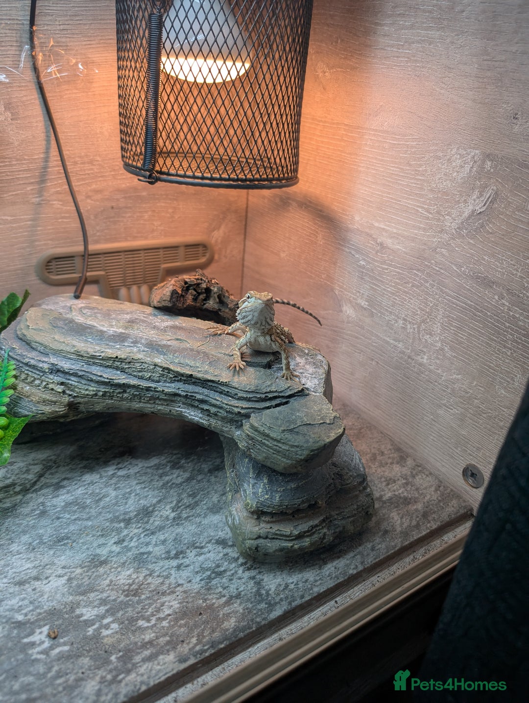 Bearded Dragon reptiles for sale: Rankins Dragon (small beardie) - Image 3