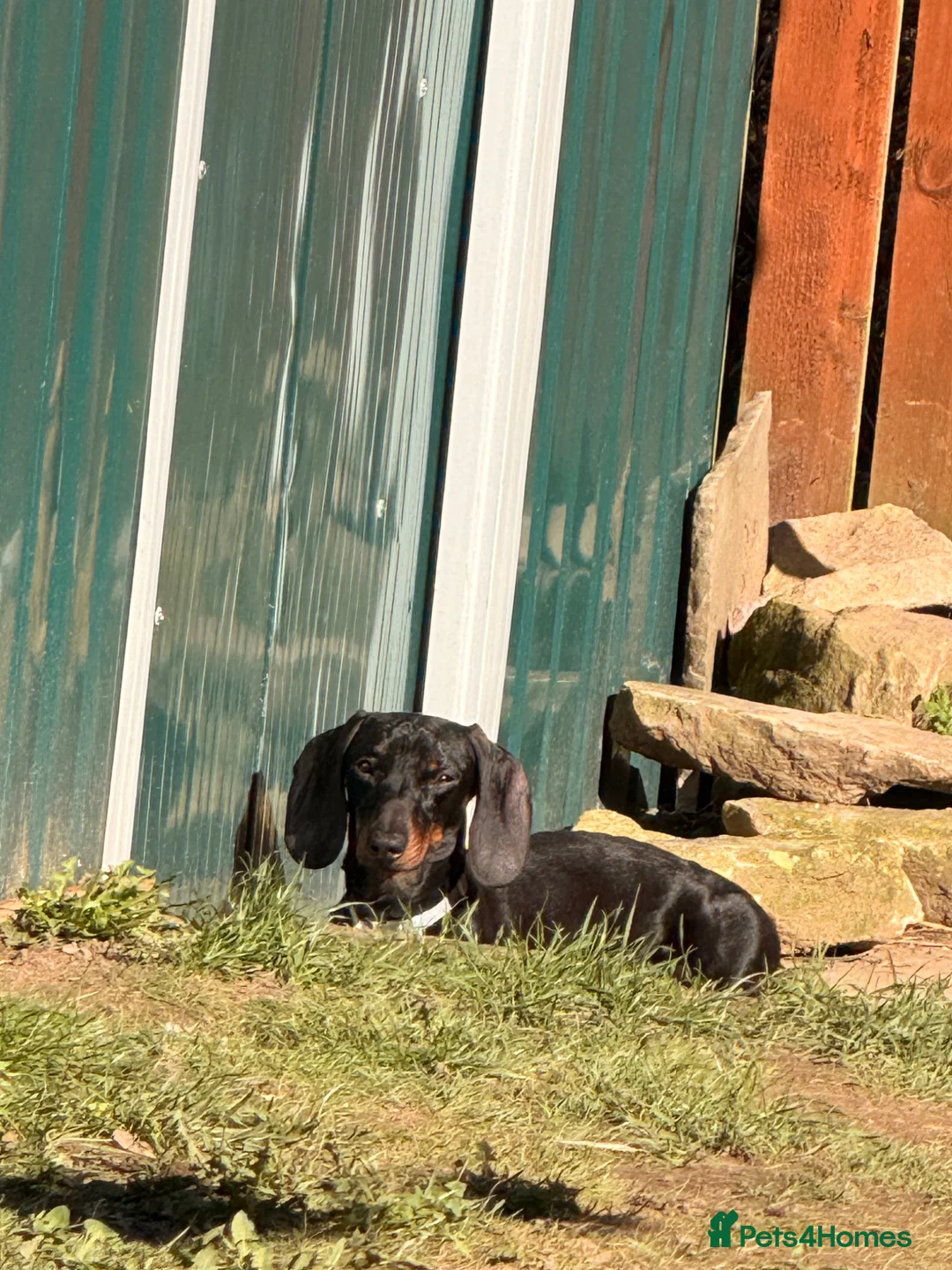 Miniature Dachshund dogs for sale: Miniature dachshund  - Advert 3