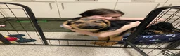 German Shepherd dogs for sale: German shepherd  - Advert 10