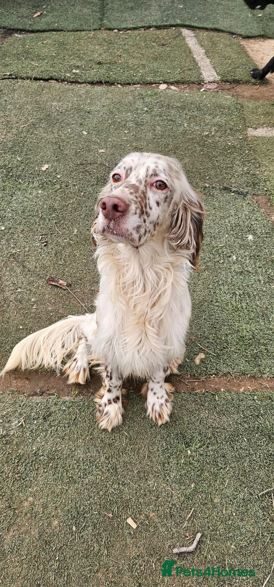 English Setter dogs for adoption: FRANCO in Scarborough - Advert 2
