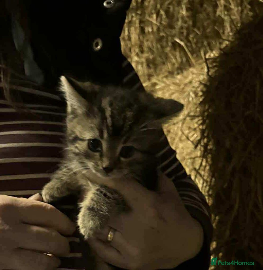 Mixed Breed cats for sale: Farm Kittens Available - Advert 4