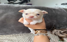 Chihuahua dogs for sale: Long hair chihuahua puppies  - Image 26