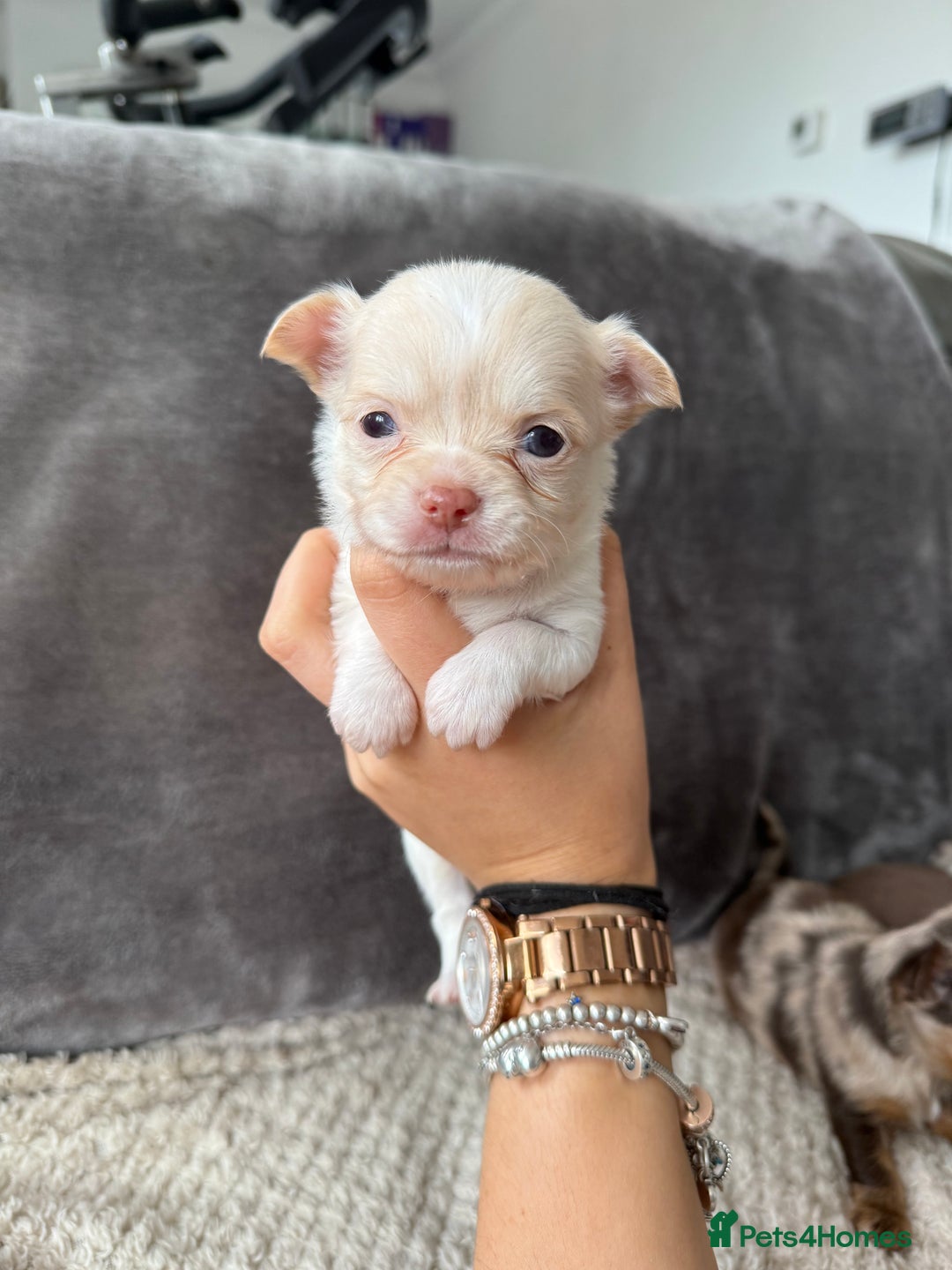 Chihuahua dogs for sale: Long hair chihuahua puppies  - Image 26