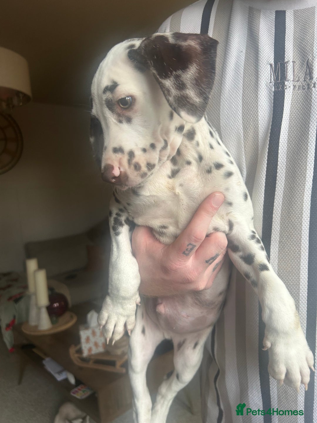 Dalmatian dogs for sale: KC Registered Dalmatian Puppies  - Advert 1