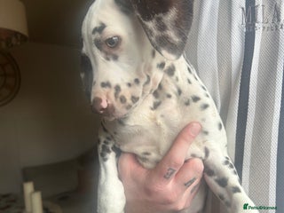 Dalmatian dogs KC Registered Dalmatian Puppies - Advert 4