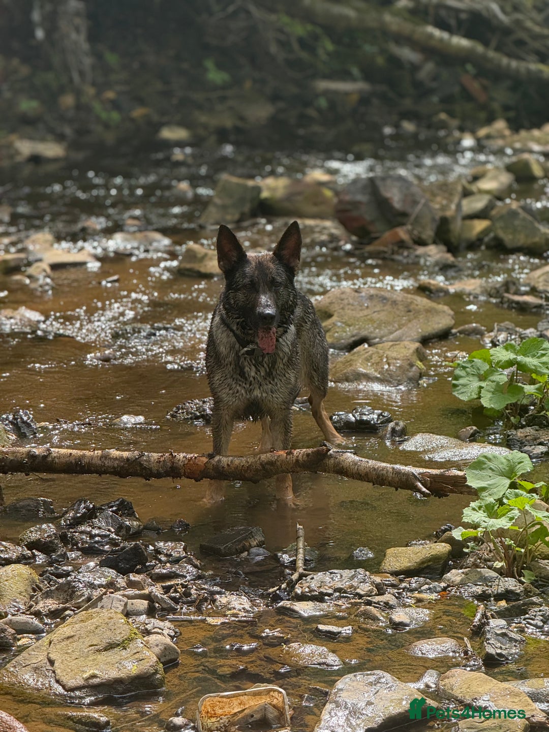 German Shepherd dogs for sale: Beautiful KC German Shepherd Puppies  - Advert 7
