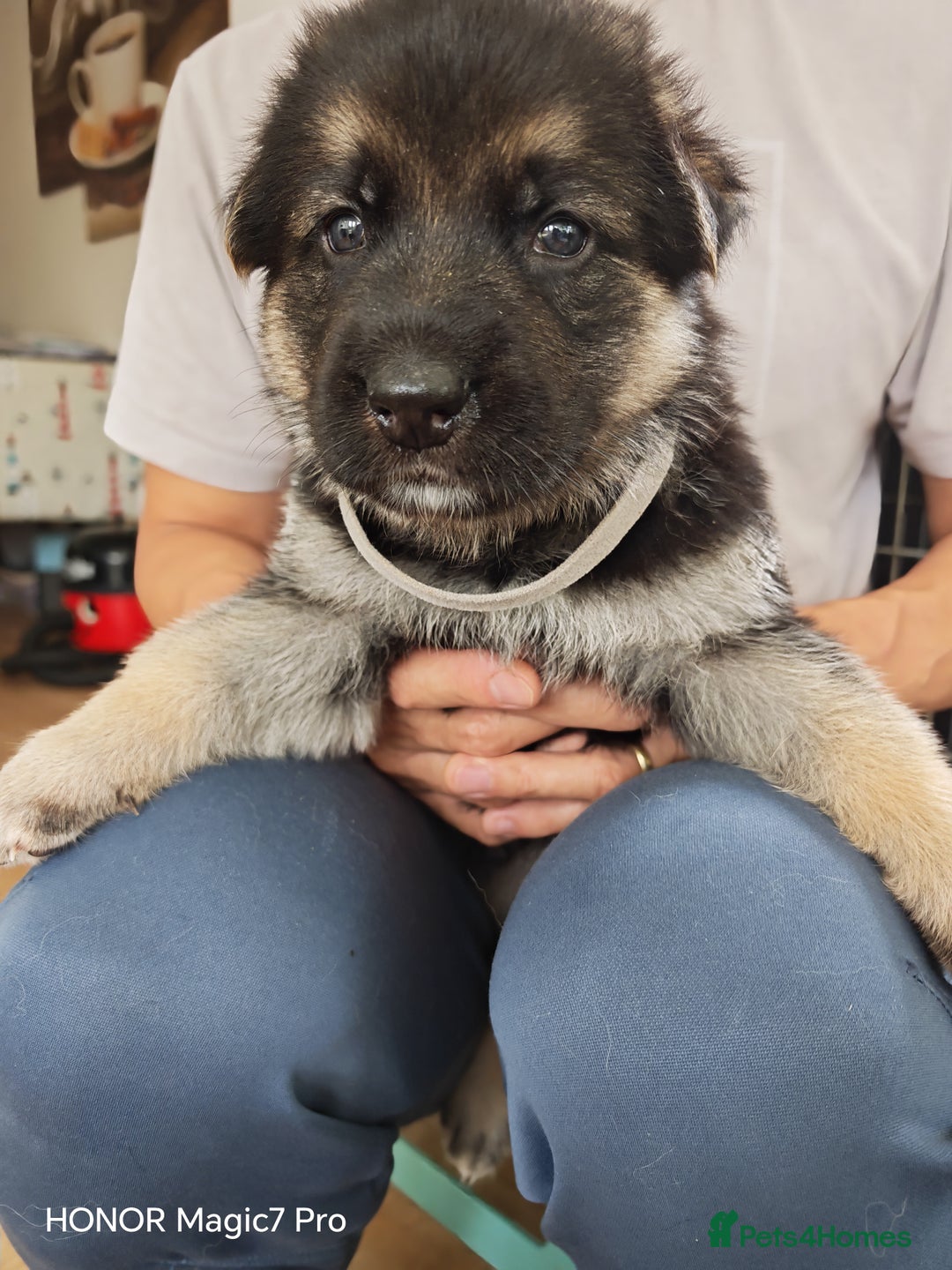 German Shepherd dogs for sale: German Shepherd puppies - Image 5