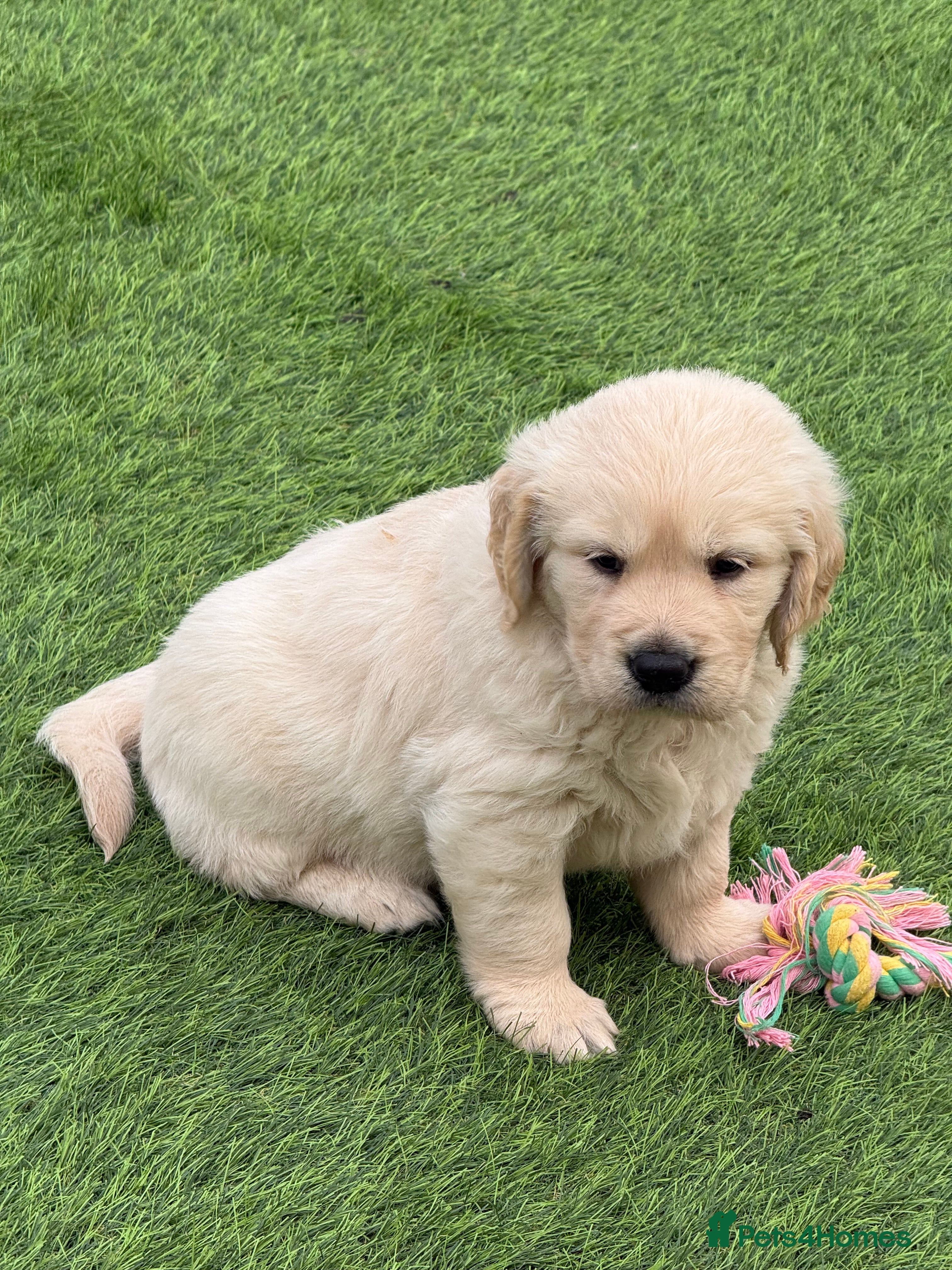 Golden Retriever Puppy 1  BLUE
