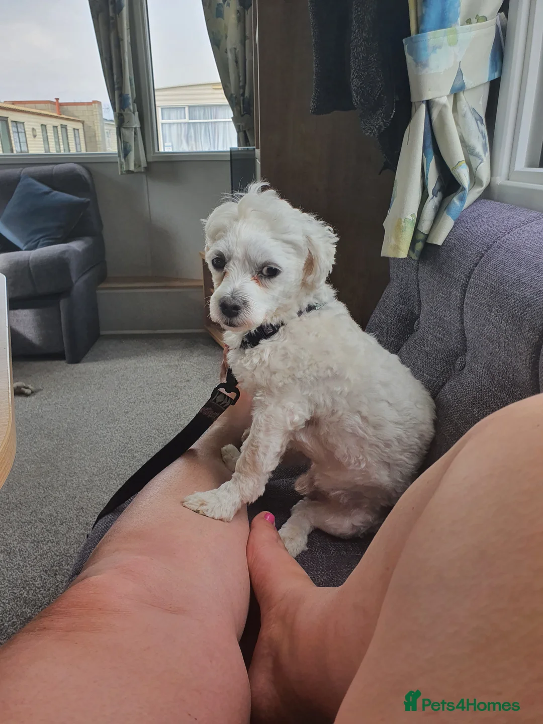 Maltese dogs for stud: Maltese in Ingatestone - Advert 6