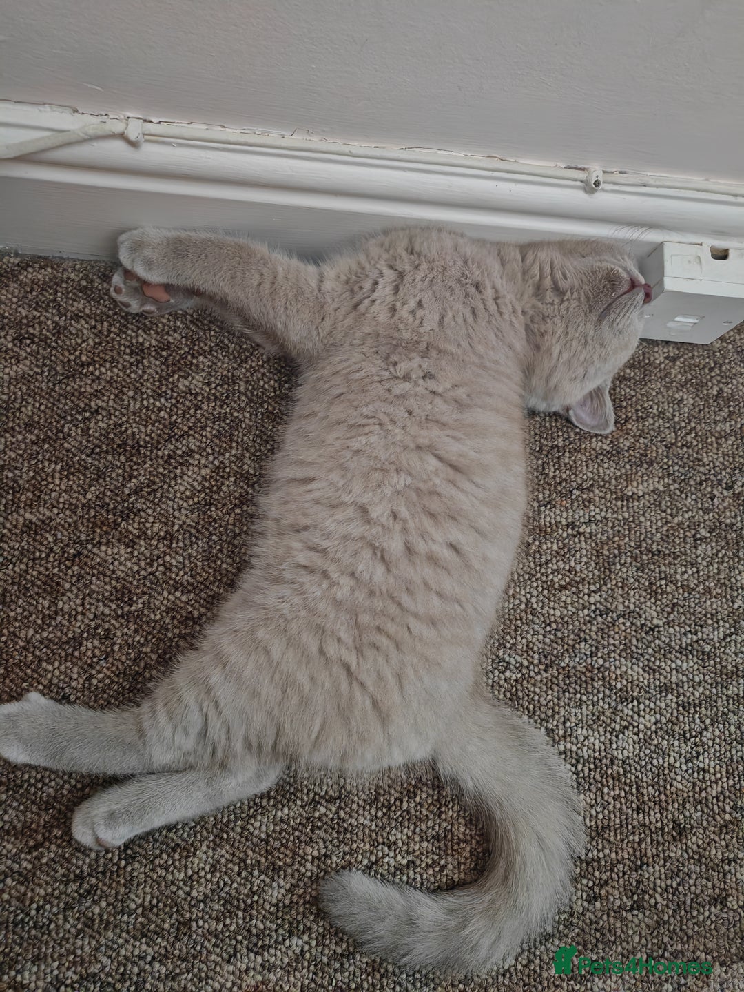 British Shorthair cats for sale: British shorthaired kittens for sale - Image 7