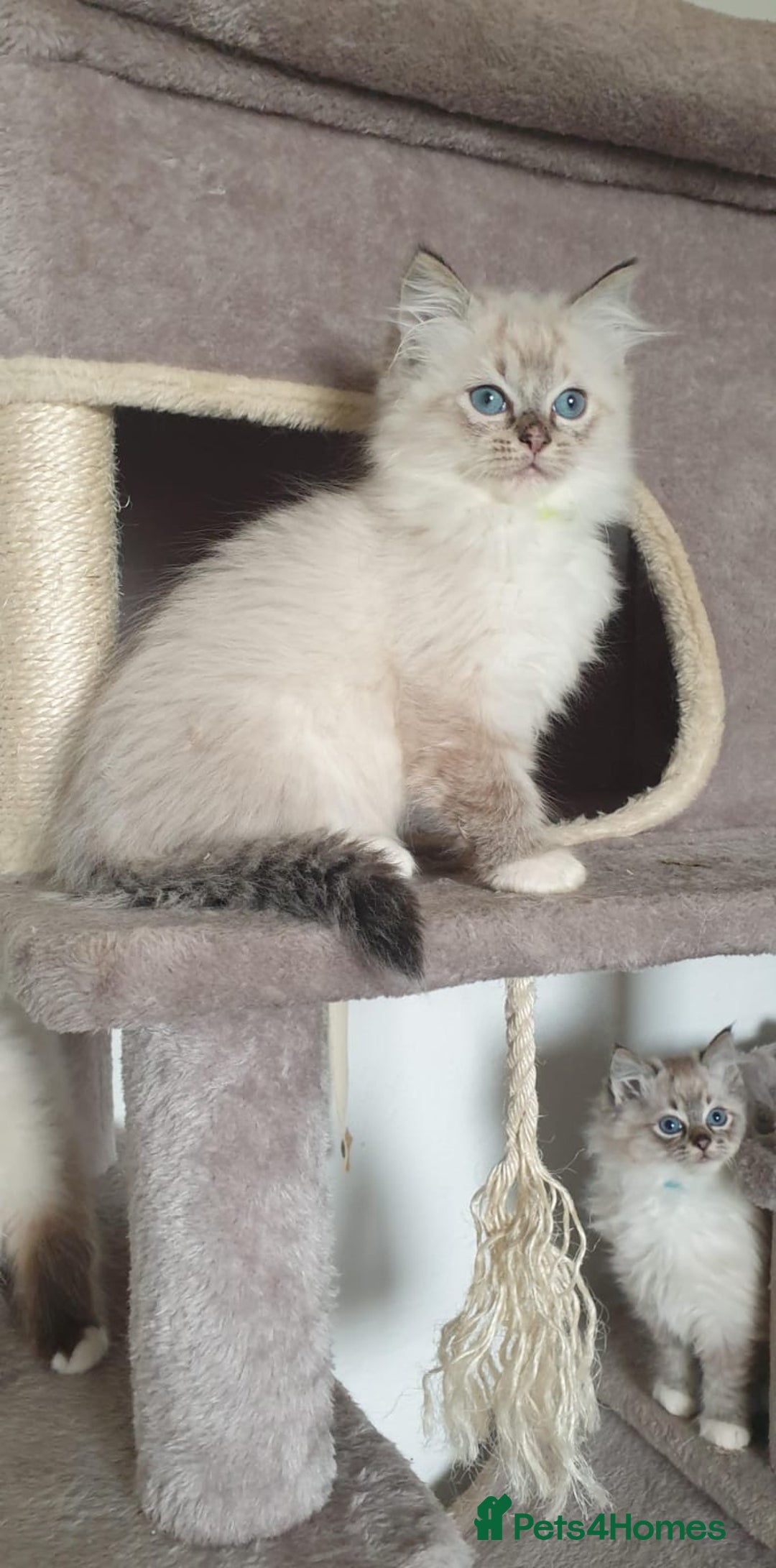 Ragdoll cats for sale: Stunning GCCF Registered Ragdoll Kittens. - Advert 18
