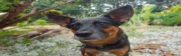 Mixed Breed dogs for adoption: ❤️ELLA❤️– SMALL GIRL FIRST IN LINE FOR CUDDLES - Advert 17