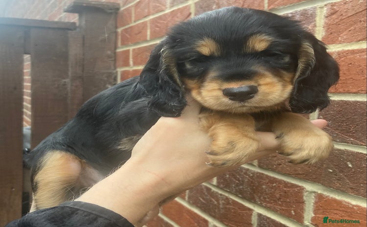 Cocker Spaniel dogs - Advert 5