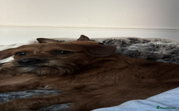 Mixed Breed dogs for sale: Red Floodle Pup - Image 4