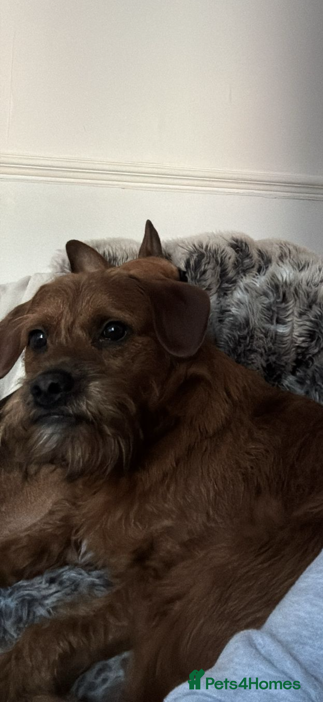 Mixed Breed dogs for sale: Red Floodle Pup - Image 4