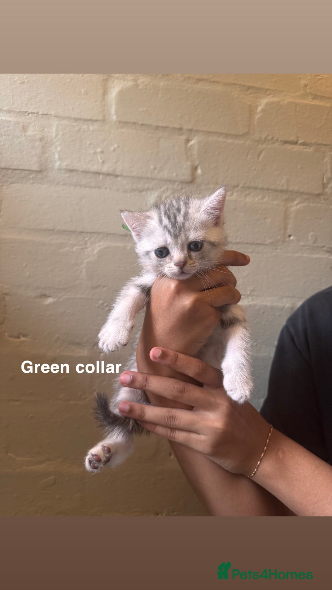 British Shorthair cats for sale: ✨British Shorthair Kittens ✨ - Image 5