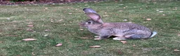 Continental Giant rabbits for sale: 8 Continental Giant Babies - Advert 9