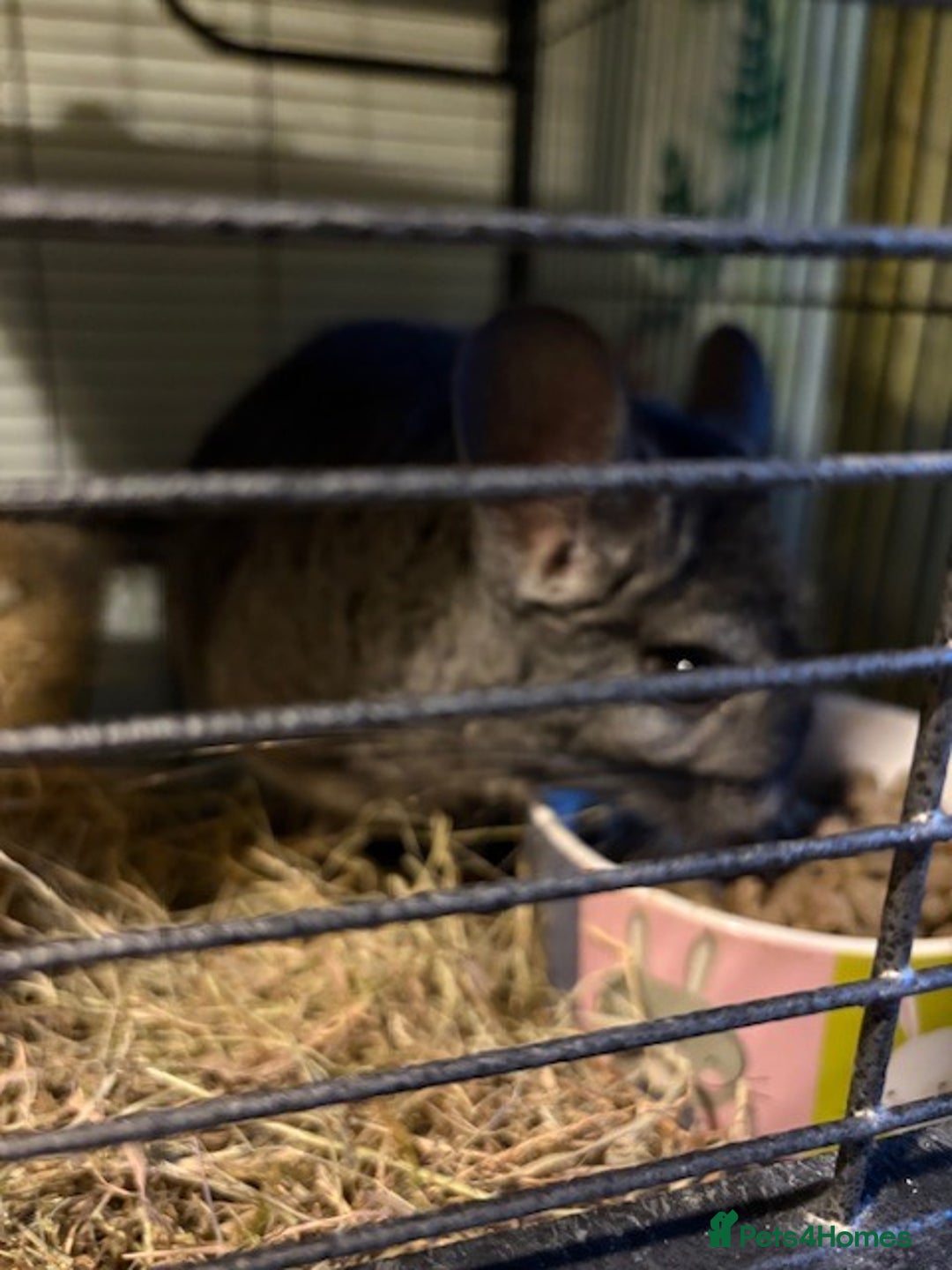 Chinchilla rodents for sale: 2 bonded male chinchillas - Image 20