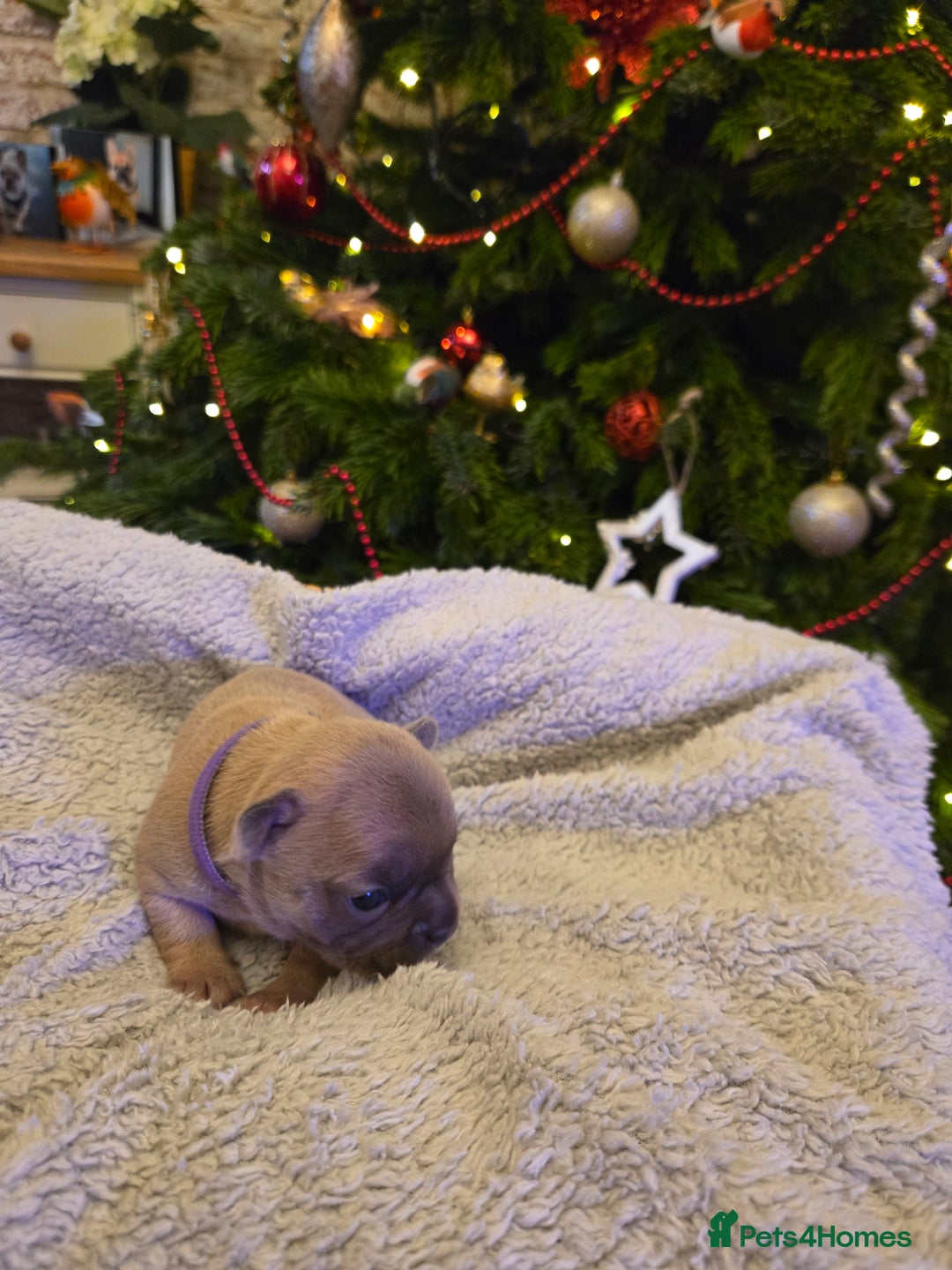 French Bulldog dogs for sale: French bulldog puppies.  - Advert 18