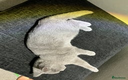 British Shorthair cats for sale: Male British Shorthair kitten 6 month old  - Image 6