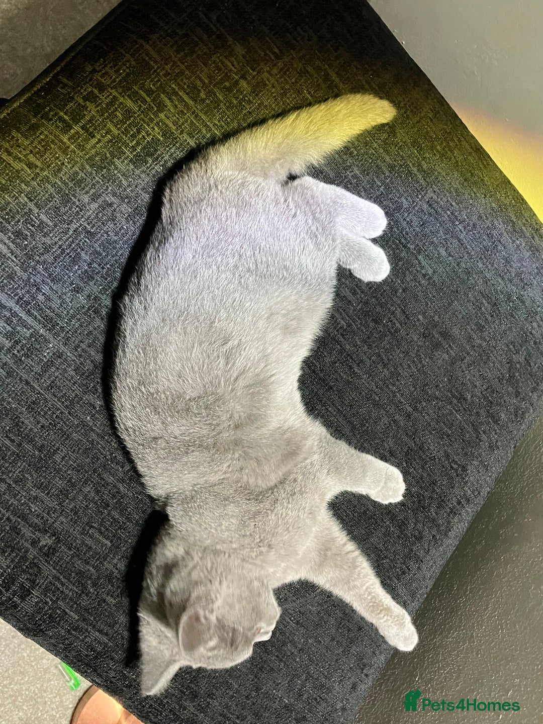 British Shorthair cats for sale: Male British Shorthair kitten 6 month old  - Image 6