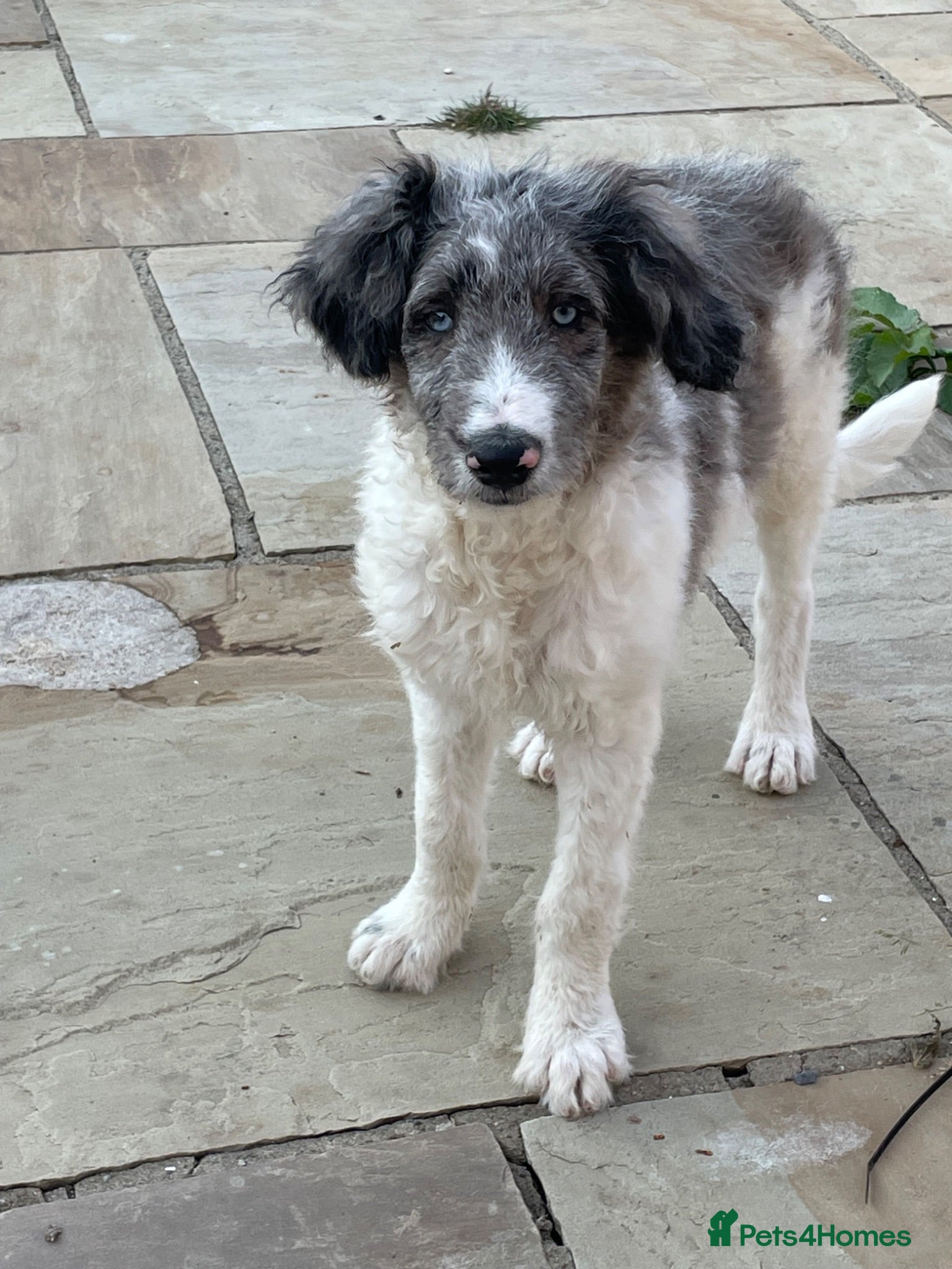 Border Collie dogs Borderdoodle boys /girls.  - Advert 2