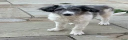 Border Collie dogs for sale: Borderdoodle boys /girls.  - Advert 2