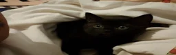 Mixed Breed cats for sale: Strong healthy Black kitten with tabby stripes  - Advert 7
