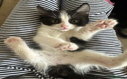Domestic Shorthair cats for sale: 4 boy kittens  - Image 4