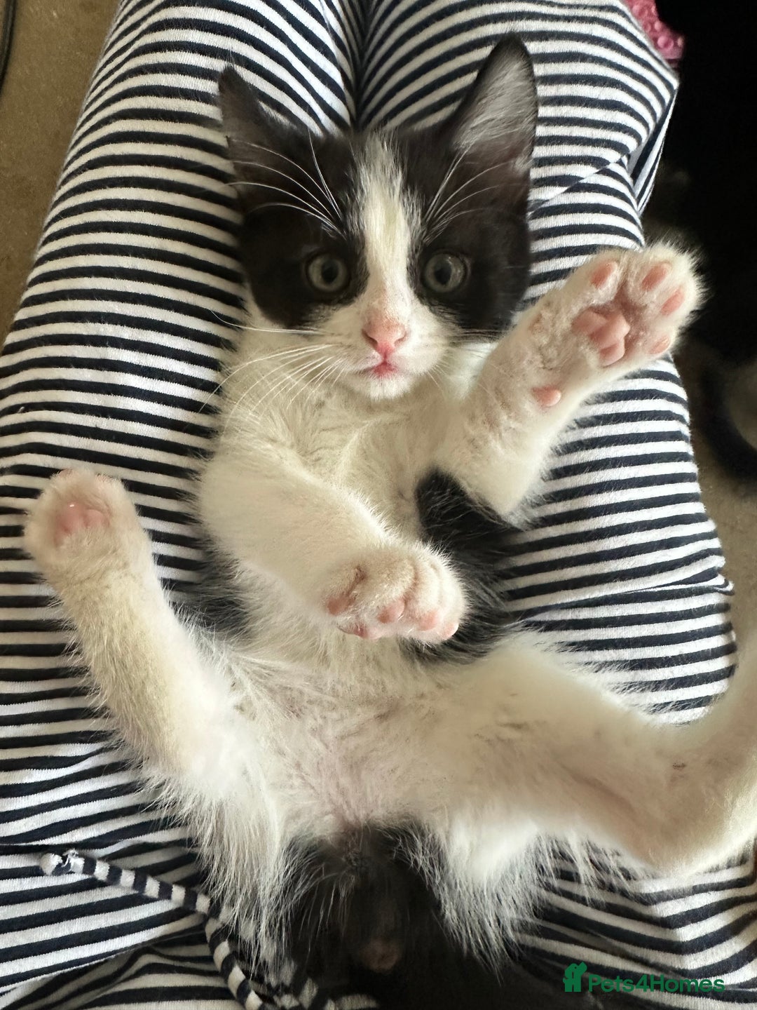 Domestic Shorthair cats for sale: 4 boy kittens  - Image 4