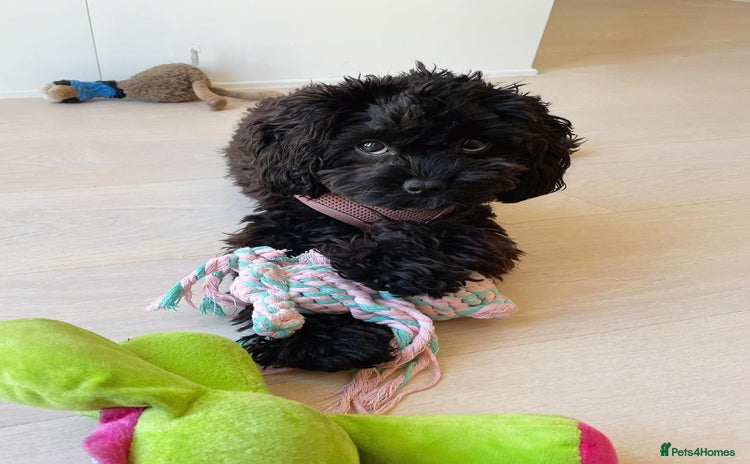 Cavapoo dogs - Advert 1