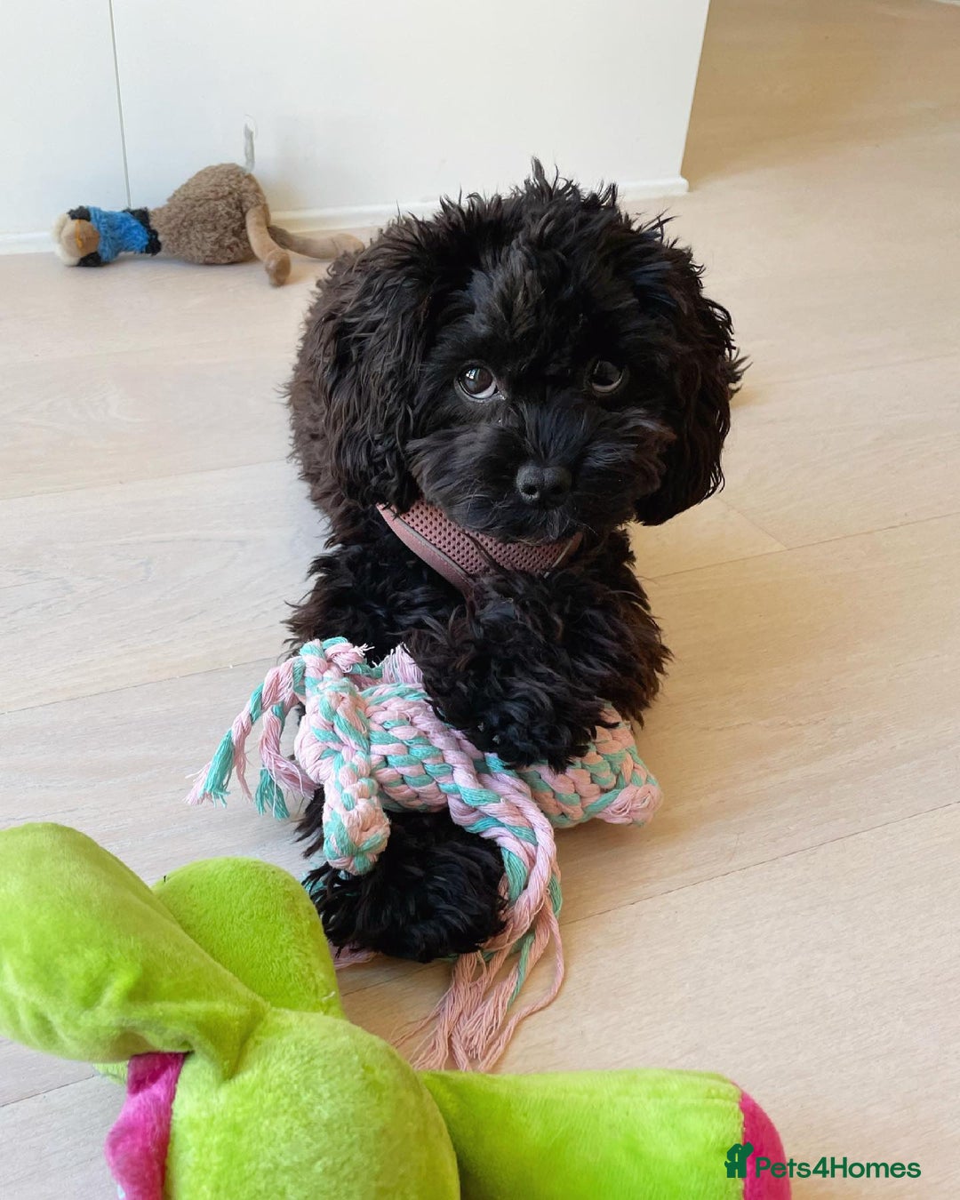 Cavapoo dogs for sale: Cavapoo Puppy for Rehome - Image 1