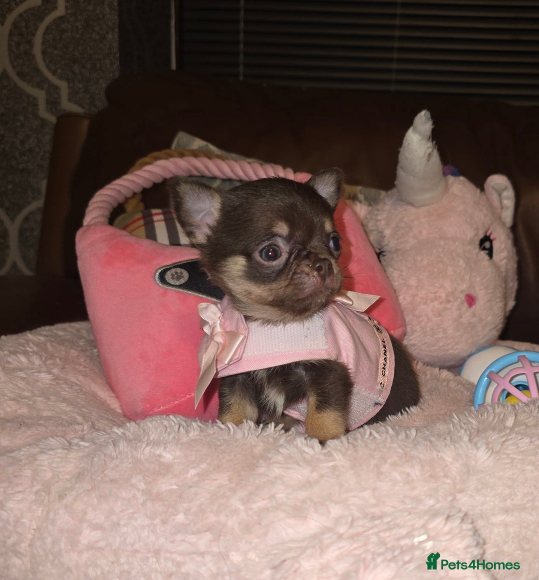 Chihuahua dogs for sale: XxQuality Chihuahua Chocolate Thai breeding pupsXx - Advert 27