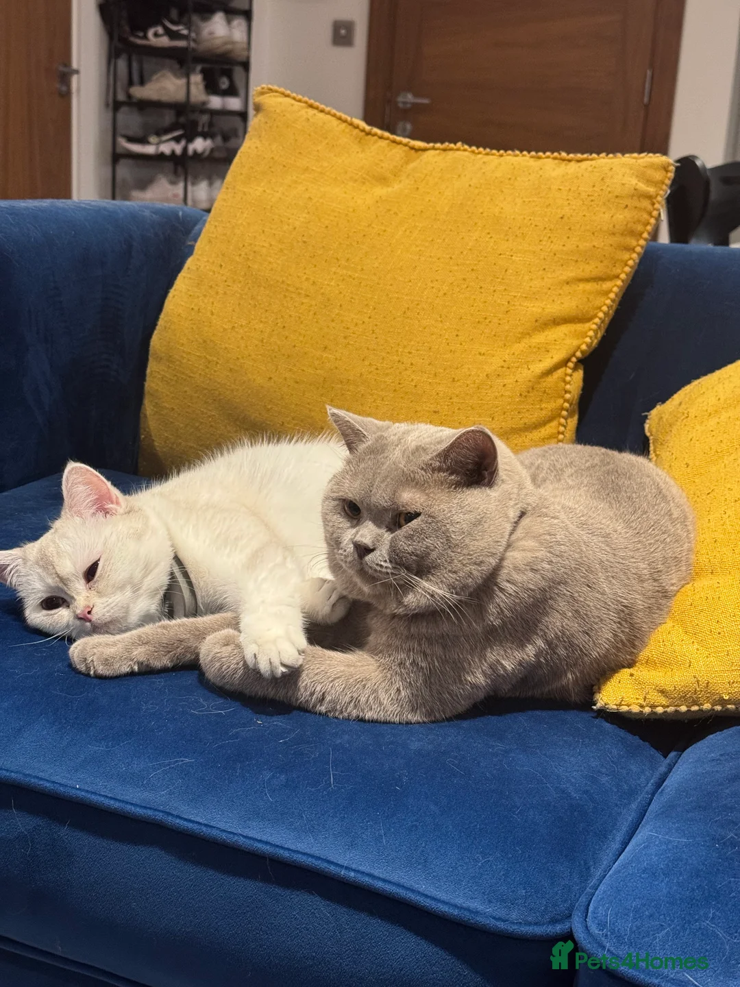 British Shorthair cats for sale: 2 BSH cat for sale - Advert 15