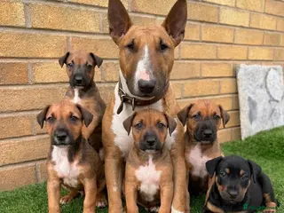 Mixed Breed dogs English Bull Terrier X Doberman - Advert 1
