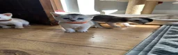 Abyssinian cats for sale: Silver Abyssinian kittens  - Advert 25