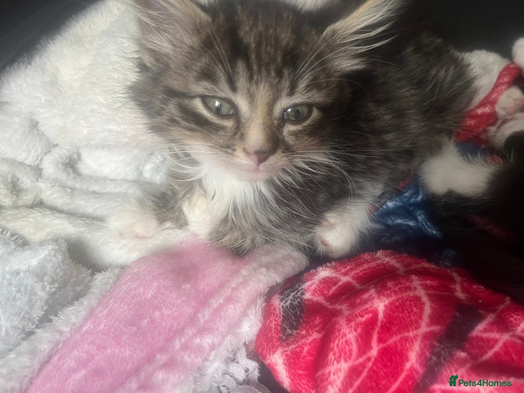 Mixed Breed cats for sale: 2 long haired  - Image 4