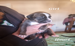 Mixed Breed dogs for sale: Stacksides litter - Image 6