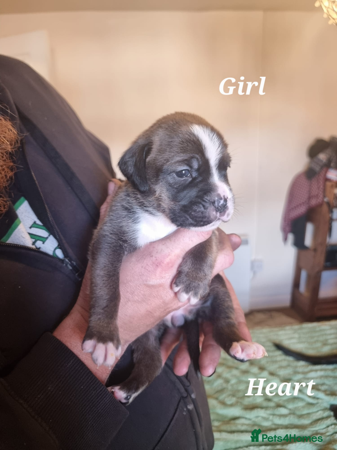 Mixed Breed dogs for sale: Stacksides litter - Image 6