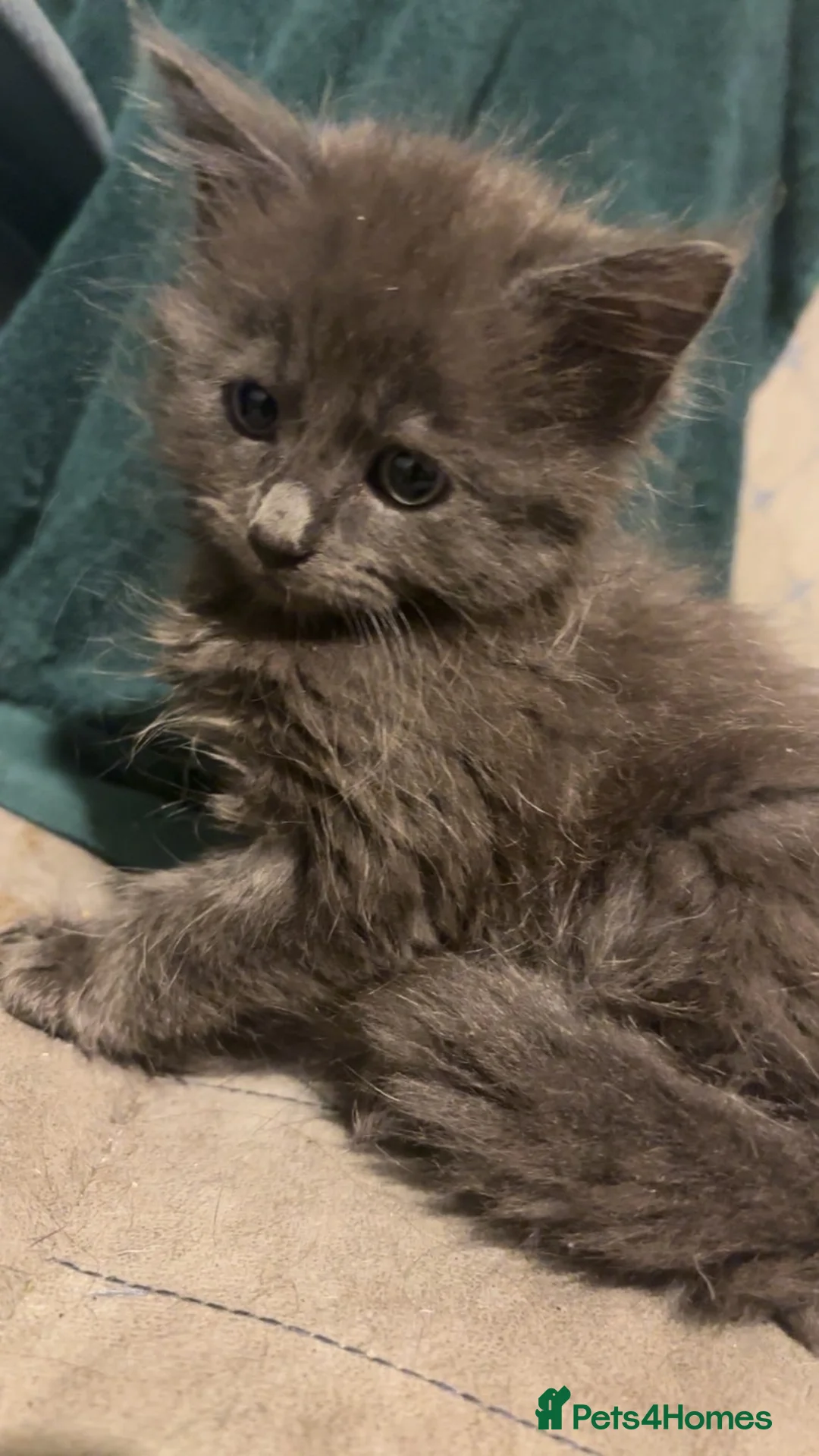 Mixed Breed cats for sale: KITTENS FOR SALE in Walsall - Advert 2
