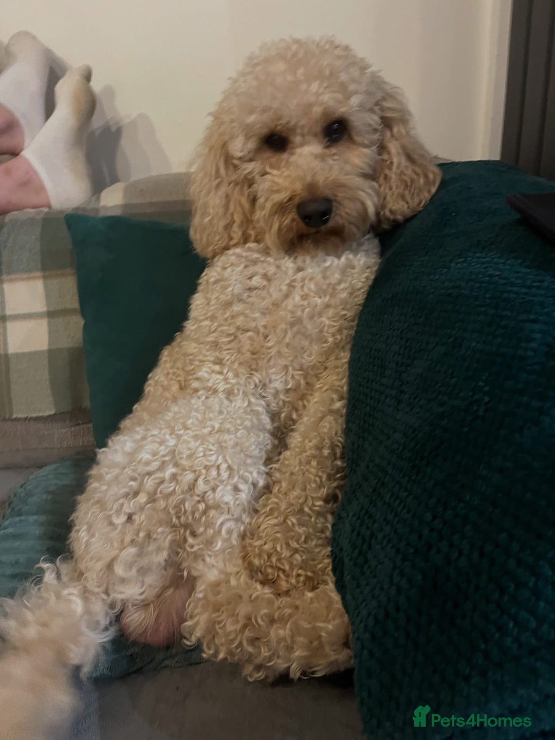 Goldendoodle dogs for sale: Golden doodle puppy - Image 9