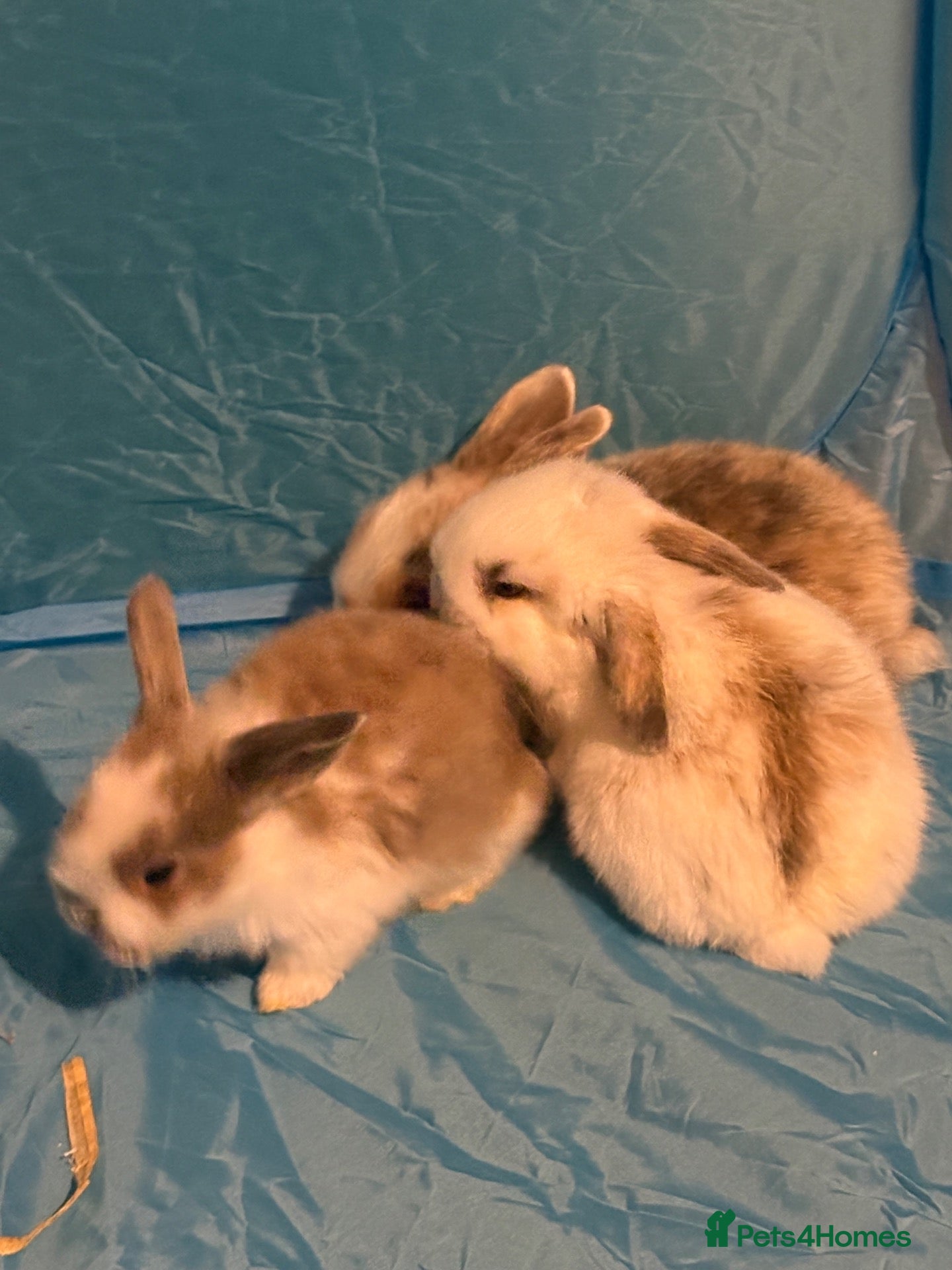 Mini Lop rabbits Mini lop harlequin rabbits  - Advert 1