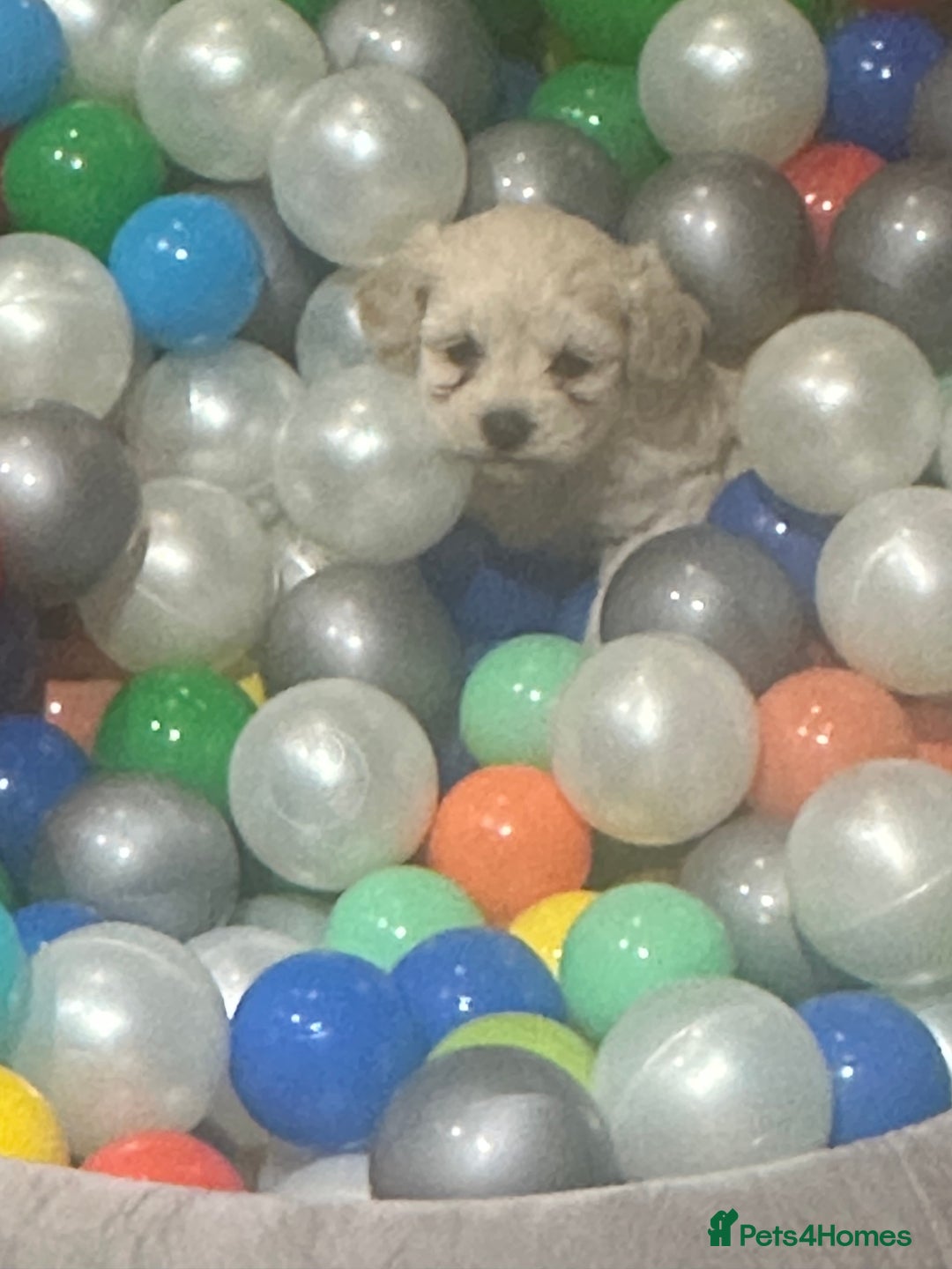 Poochon dogs for sale: Poochon puppies ready now  - Advert 2