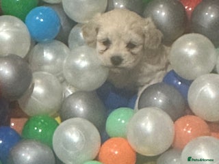 Poochon dogs Poochon puppies ready now - Advert 5